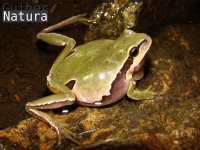 Hyla molleri