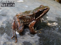 Rana iberica 