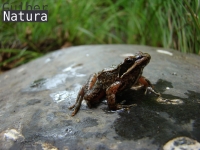Rana iberica 