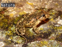Pelodytes punctatus