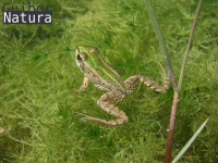Pelophylax perezi 