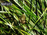 Pelophylax perezi 