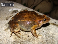 Discoglossus pictus