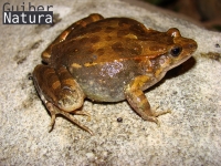 Discoglossus pictus
