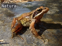 Rana iberica 