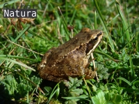 Rana temporaria