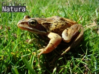 Rana temporaria