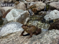 Rana temporaria