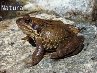 Rana temporaria