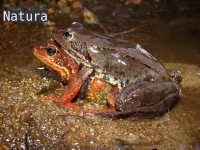 Rana temporaria