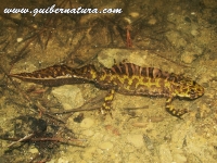 Triturus marmoratus