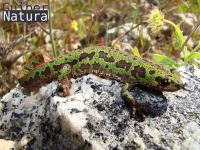 Triturus pygmaeus