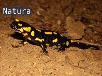 Salamandra salamandra terrestris