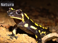 Salamandra salamandra terrestris