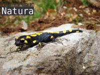 Salamandra salamandra terrestris