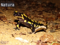 Salamandra salamandra terrestris