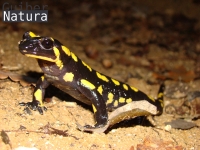 Salamandra salamandra terrestris