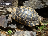 Testudo hermanni