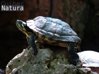 Trachemys scripta scripta