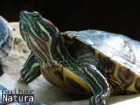 Trachemys scripta elegans