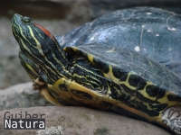 Trachemys scripta elegans