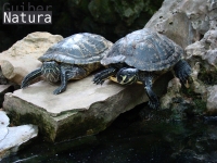 Trachemys scripta