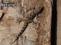 Tarentola mauritanica